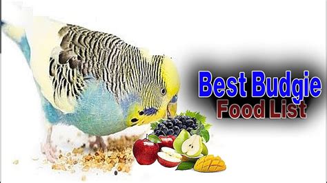 Best Budgie Food List - Budgies Food - Do not give budgies this fruit ...