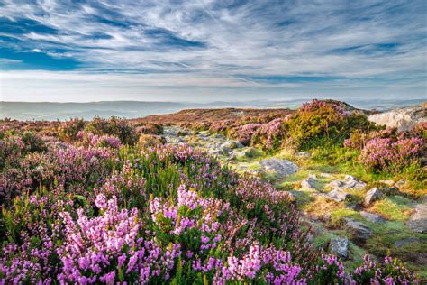 Is 75% of the world’s heather moorland in the UK? – What the Science Says