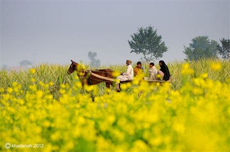 My beautiful punjab | Village photography, Punjab culture, Punjab