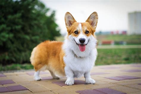 Do Corgis Make Good Family Dogs