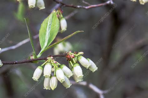 Common Highbush Blueberry - Stock Image - F031/8908 - Science Photo Library