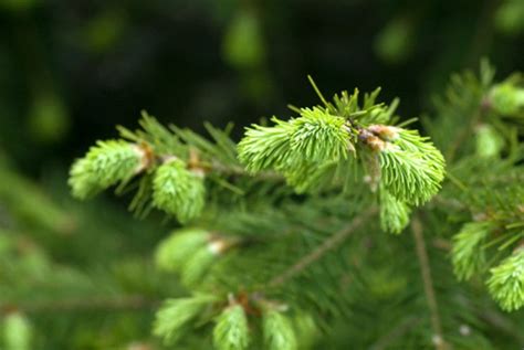 RP Seeds: Abies fraseri (Fraser Fir) 25 seeds