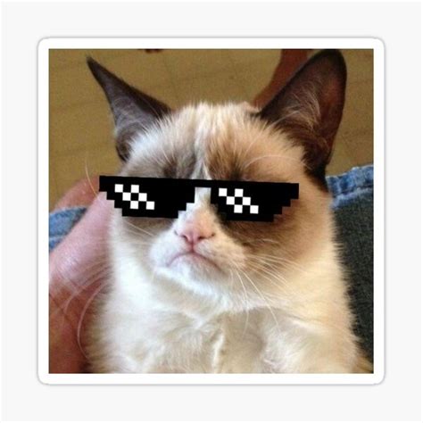 Cat Wearing Sunglasses Meme | ubicaciondepersonas.cdmx.gob.mx