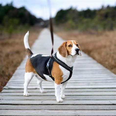 The Six Different Types of Dog Harnesses | The Family Handyman