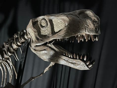 Utahraptor - Life sized 10 foot Complete Skeleton — The Prehistoric Store