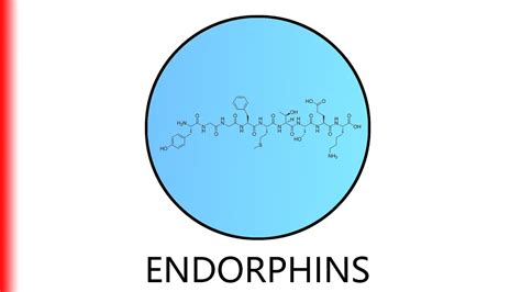 ENDORPHINS. - YouTube