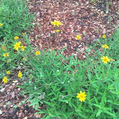 The Advantages of Pecan Shell Mulch - FineGardening Pecan Shell ...