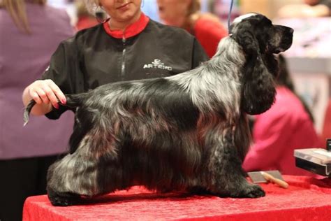 English cocker spaniel The grooming show 2018 | Dog grooming, English ...