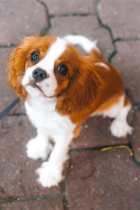 Cavalier King Charles Spaniel Puppies (19 cute pups) - Talk to Dogs