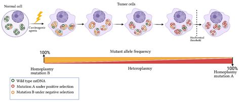 IJMS | Free Full-Text | Mitochondrial Heteroplasmy Shifting as a ...