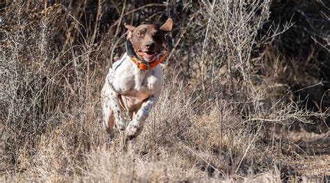 SOUTH TEXAS HUNTING OUTFITTERS | Quail Hunting