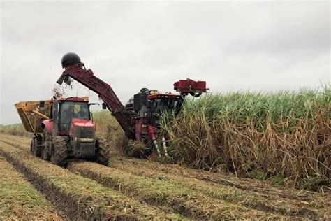 Farm to Table: Sugar Cane Harvest | The Sugar Association