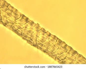 Wool Fiber Under Microscope Stock Photo 1887865423 | Shutterstock