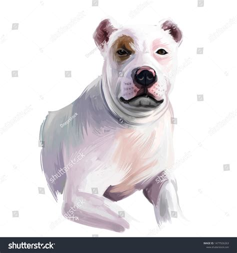 37 Bully Kutta Images, Stock Photos & Vectors | Shutterstock