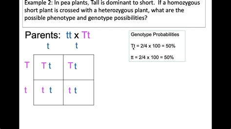 Punnett Square Example 2 - YouTube