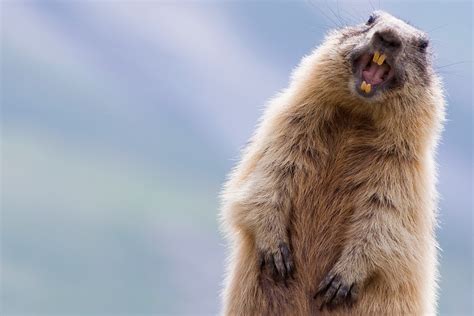 Funny Faces Of Animals