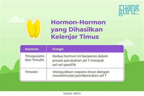 Macam-Macam Kelenjar Endokrin dan Hormon yang Dihasilkan | Biologi Kelas 11