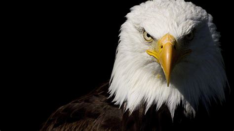 Eagles 1920 X 1080 Wallpapers - Top Free Eagles 1920 X 1080 Backgrounds ...