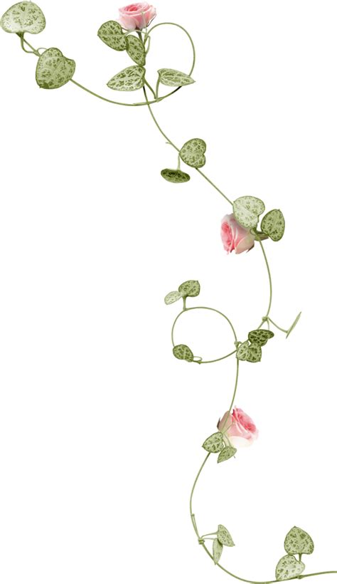 Grass Flower Png - Rose Vine Transparent