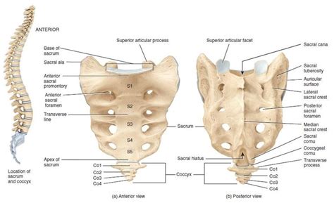 The sacrum is the terminal portion of the vertebral column.It is formed ...