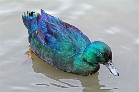 Duck breeds, Cayuga, Animals beautiful