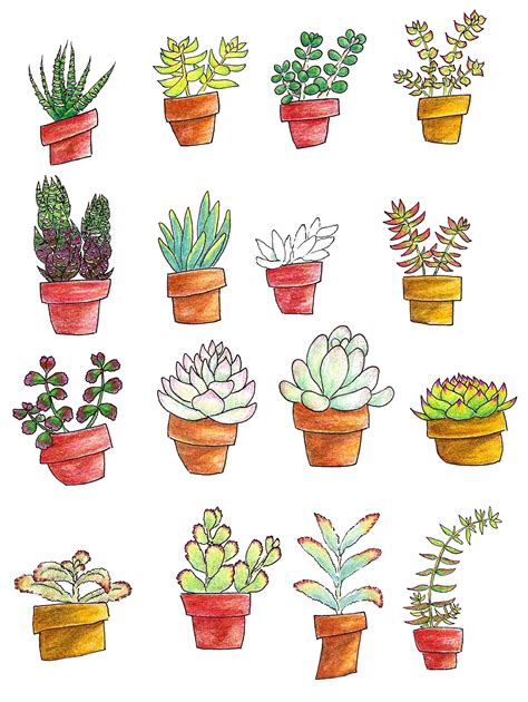 Succulent Plants Drawing | Types Of Succulent Plant