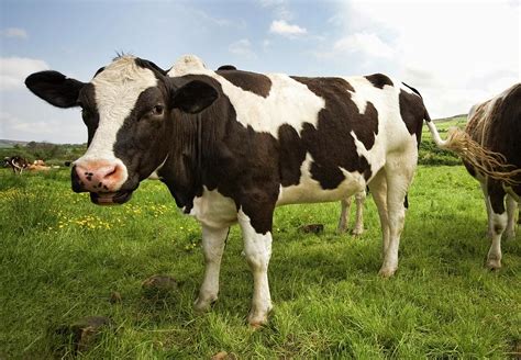 Holstein-friesian Cattle Photograph by John Short