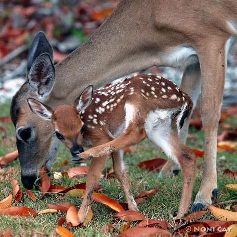 Fawn! | Noni Cay Photography