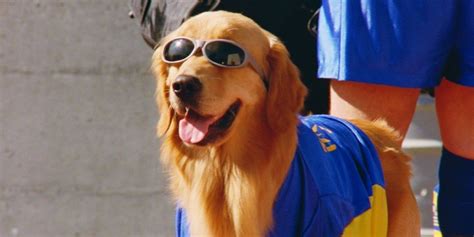 air bud movies on disney plus - Meda Espinal