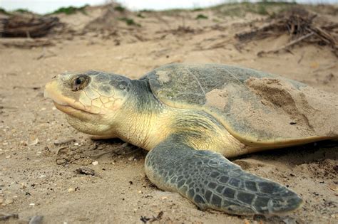 Kemp's Ridley Sea Turtle - Learn About Nature