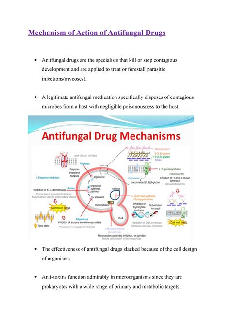 Mechanism of Action of Antifungal Drugs - A legitimate antifungal ...