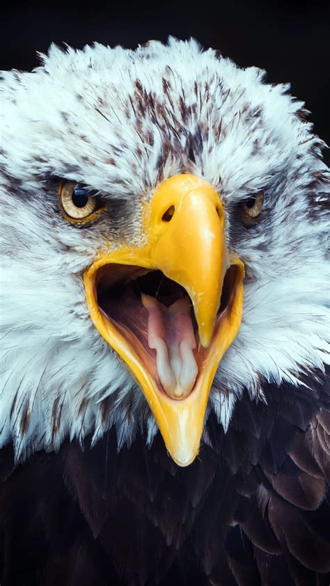 Eagle 8k Wallpapers - Top Free Eagle 8k Backgrounds - WallpaperAccess