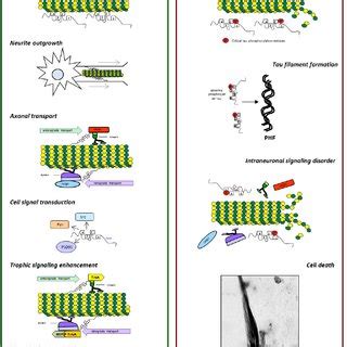 (PDF) Tau Protein Modifications and Interactions: Their Role in ...