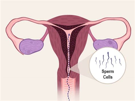 Female Reproductive System (for Parents) | Nemours KidsHealth