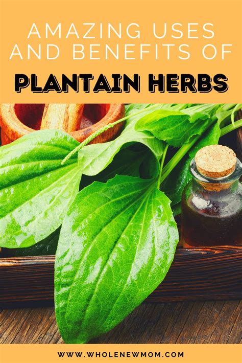 Amazing Health Benefits and Uses for Plantain Weed | Plantain herb ...