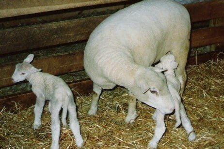 Feeding and Managing Your Bred Ewe Lambs | OSU Sheep Team