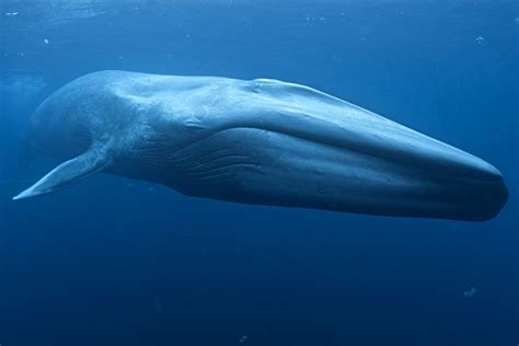 Blue whale — Australian Antarctic Division