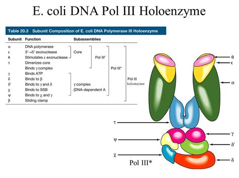 Exonuclease: Overview & Definition of this Important Enzyme