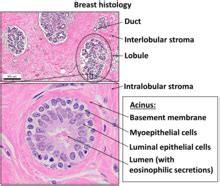 Epithelial Tissue Under Microscope