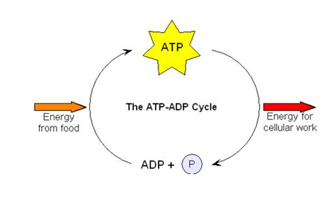 Diagram Of Atp Cycle