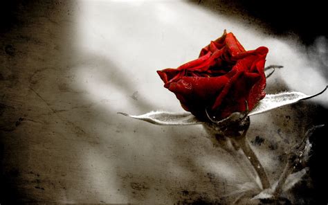 Gothic Rose Wallpaper | Free Wallpapers