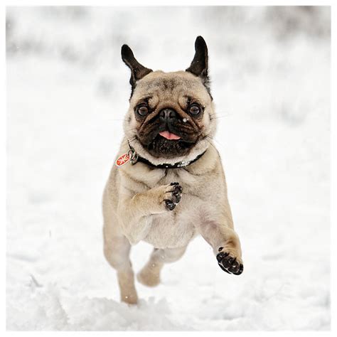 Pug In Snow Christmas Card | I Love Pugs