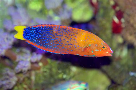 Neon Goby: Behavior, Habitat and Interesting Facts