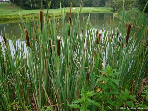 Cattails - A Survival Dinner - Eat The Weeds and other things, too