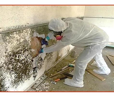 Mold Remediation Steps | SERVPRO of Citrus Heights / Roseville