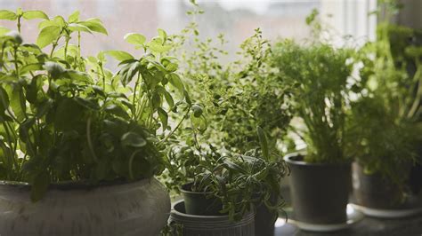 Indoor herb garden ideas – how to display herbs artfully and ...