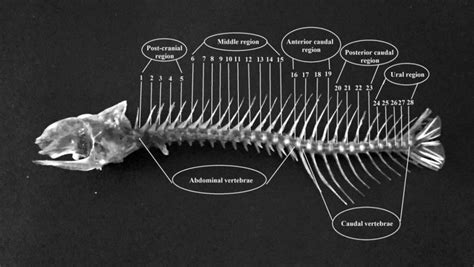 Vertebral column of Oreochromis aureus showing different regions ...