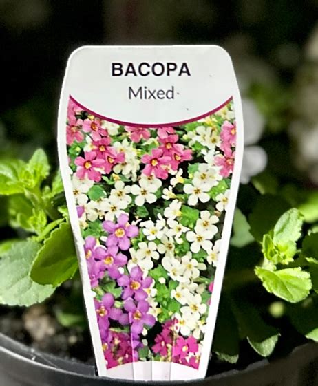 BACOPA Varieties - Echuca Moama Plant Farm