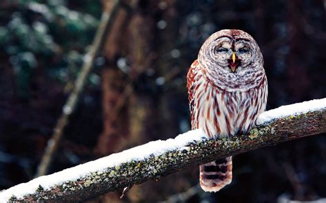 25 Perfectly Captured Photos Of Animals in Snow - Snow Addiction - News ...