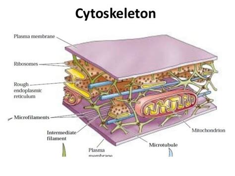 structure of a cytoskeleton - DriverLayer Search Engine